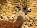 Another llama looking particularly distinguished.
